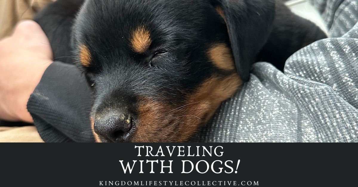 Traveling with Dogs